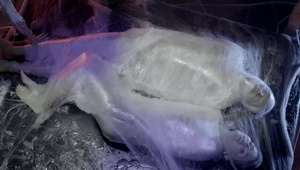 taniec mega zgrabnej suczki